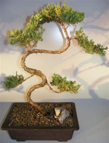 Juniper Bonsai Tree - Trained Large <br><i></i>(juniper procumbens nana)       