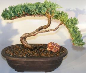 Juniper Bonsai Tree - Trained Large <br><i></i>(juniper procumbens nana)         