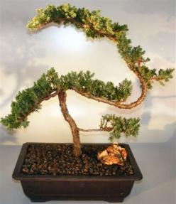 Juniper Bonsai Tree - Trained Large <br><i></i>(juniper procumbens nana)           