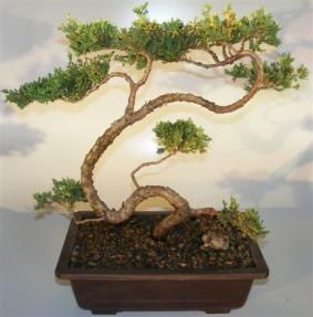 Juniper Bonsai Tree - Trained Large <br><i></i>(juniper procumbens nana)             