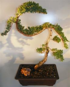 Juniper Bonsai Tree - Trained Large <br><i></i>(juniper procumbens nana)               