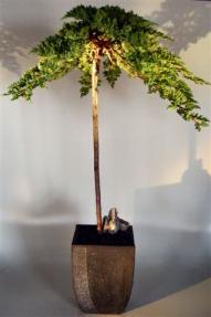 Juniper Bonsai Tree Tower Style - Trained Large <br><i></i>(juniper procumbens nana)                