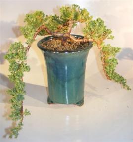 Juniper Bonsai Tree Multi-Cascade<br><i>(juniper procumbens nana)</i>       