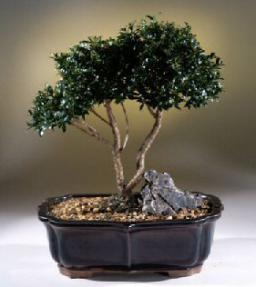 Brush Cherry Bonsai Tree<br><i>(eugenia myrtifolia)</i>