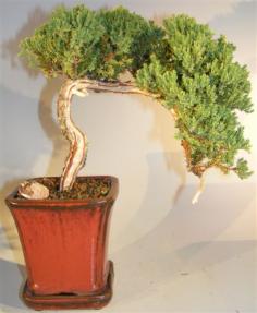 Juniper Bonsai Tree Jin and Shari Style<br><i>(juniper procumbens nana)</i>     