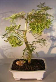 Flowering Princess Earrings Bonsai Tree<br><i>(dichrostachys cinerea)</i>