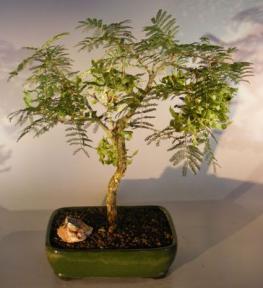 Flowering Princess Earrings Bonsai Tree<br><i>(dichrostachys cinerea)</i>