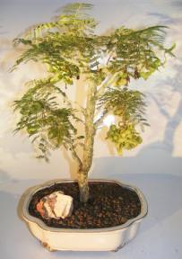 Flowering Princess Earrings Bonsai Tree<br><i>(dichrostachys cinerea)</i>