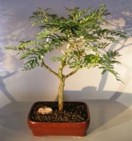 Flowering Princess Earrings Bonsai Tree<br><i>(dichrostachys cinerea)</i>