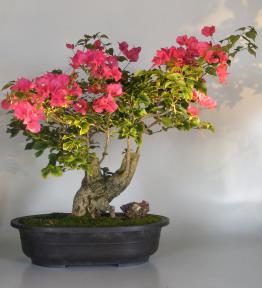 Bougainvillea - Flowering Vine<br><i>(pink pixie)</i>