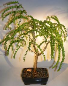 Flowering Thumb Tack Bonsai Tree<br><i>(pictetia aculeata)</i>