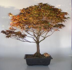 Japanese Red Maple Bonsai Tree<br><i>(acer palmatum 'Rhode Island Red)</i>