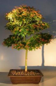 Shishio Hime Japanese Maple Bonsai Tree<br><i>(acer palmatum 