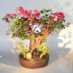 Bougainvillea - Flowering Vine<br>Phoenix Graph<br><i>(pink pixie)</i>