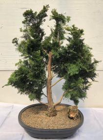Dwarf Hinoki Cypress Bonsai Tree<br>Tiered Branching Style<br><i>(chamecyparis 