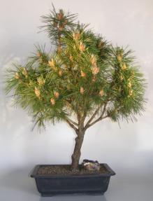 Mugo Pine Bonsai Tree<br><i>(pinus mugo 'valley cushion')</i>