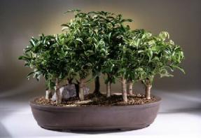 Hawaiian Umbrella Bonsai Tree<br>9 Bonsai Tree Forest Group<br><i>(arboricola schefflera)</i>