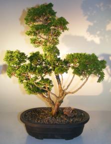 Dwarf Hinoki Cypress Bonsai Tree<br><i>(obtusa compressa 'nana')</i>