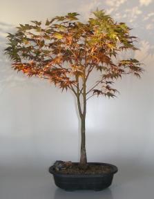 Japanese Red Maple Bonsai Tree<br><i>(acer palmatum 'Rhode Island Red)</i>