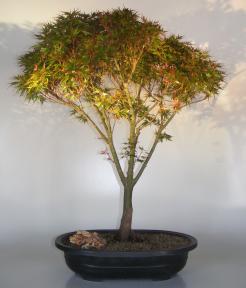 Dwarf Japanese Maple<br>(acer palmatum 