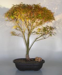 Dwarf Japanese Maple<br>(acer palmatum 