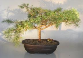 Deodar Cedar 'Snow Sprite' Bonsai Tree<br><i>(cedrus deodara)</i>