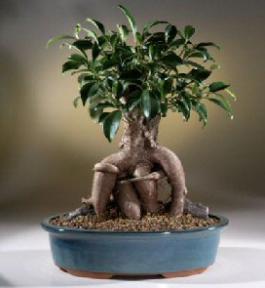 Ginseng Ficus Bonsai Tree<br><i>(ficus retusa)</i>
