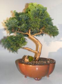 Dwarf Hinoki Cypress Bonsai Tree<br><i> (chamecyparis 