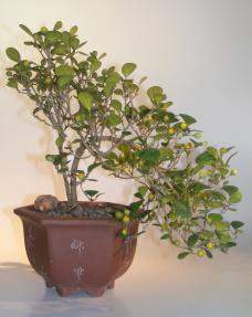 Mistletoe Fig Bonsai Tree<br>Cascade Style<br><i>(ficus diversifolia)</i>