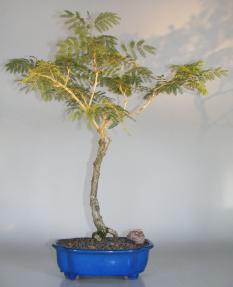 Flowering & Fruiting Princess Earrings Bonsai Tree<br><i>(dichrostachys cinerea)</i>