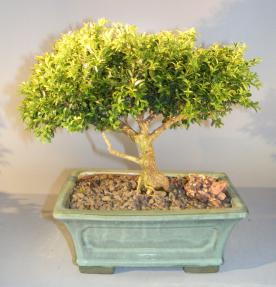 Japanese Kingsville Boxwood Bonsai Tree<br><i>(buxus microphylla compacta)</i>