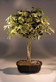 Hawaiian Umbrella  Bonsai Tree<br>Gold Braid<br><i>(arboricola schefflera)</i>