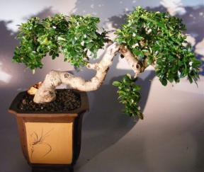 Flowering Fukien Tea Bonsai Tree - Cascade Style<br><i>(ehretia microphylla)</i>