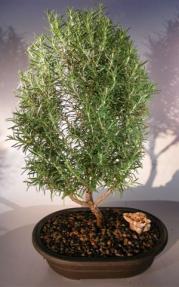 Flowering Rosemary Bonsai Tree <br><i>(rosmarinus officinalis)</i>