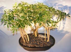 Variegated Hawaiian Umbrella Bonsai Tree <br>Banyan Style - Forest Planting<br> (<i>arboricola schefflera</i>)