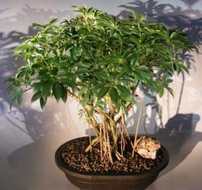 Hawaiian Umbrella Bonsai Tree <br>Banyan Style <br><i>(arboricola schefflera)</i>