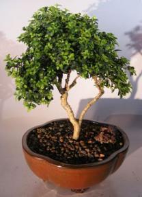 Japanese Kingsville Boxwood Bonsai Tree<br><i>(buxus microphylla compacta)</i>