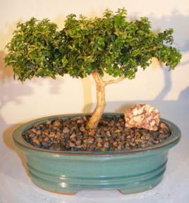 Japanese Kingsville Boxwood Bonsai Tree<br><i>(buxus microphylla compacta)</i>