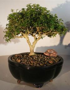 Japanese Kingsville Boxwood Bonsai Tree<br><i>(buxus microphylla compacta)</i>