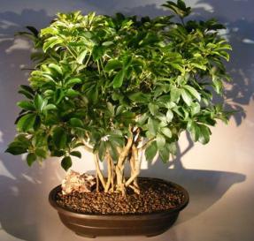 Hawaiian Umbrella Bonsai Tree <br>Banyan Style <br><i>(arboricola schefflera)</i>