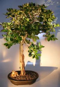 Green Emerald Ficus Bonsai Tree<br>Banyan Style<br><i>(ficus microcarpa)</i>