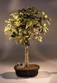 Hawaiian Umbrella Bonsai Tree<br>Gold Braid<br><i>(arboricola schefflera)</i>