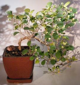 Mistletoe Fig Bonsai Tree<br>Cascade Style<br><i>(ficus diversifolia)</i>