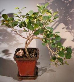 Mistletoe Fig Bonsai Tree<br>Cascade Style<br><i>(ficus diversifolia)</i>