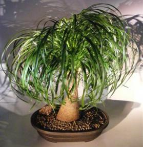 Ponytail Palm Bonsai Tree <br><i>(beaucamea recurvata)</i>