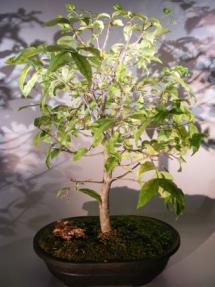 Water Jasmine Bonsai Tree<br><i>(wrightia religiosa)</i>