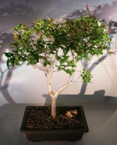 Jaboticaba Bonsai Tree<br><i>(eugenia cauliflora)</i>