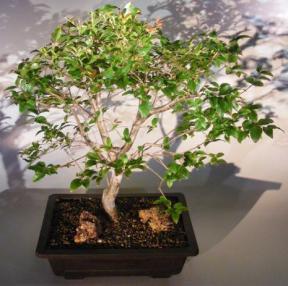 Jaboticaba Bonsai Tree<br><i>(eugenia cauliflora)</i>