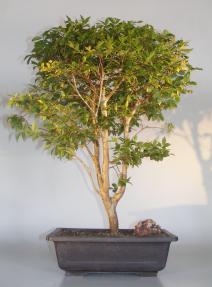 Flowering & Fruiting Jaboticaba Bonsai Tree<br><i>(eugenia cauliflora)</i>