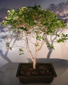 Jaboticaba Bonsai Tree<br><i>(eugenia cauliflora)</i>